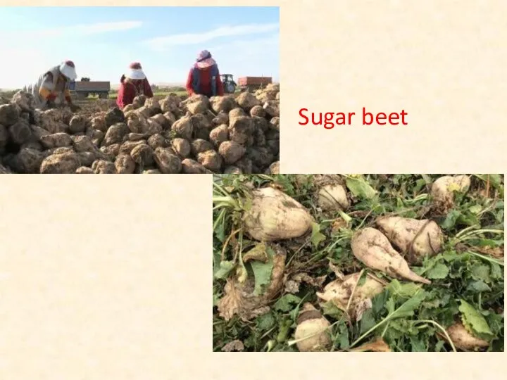 Sugar beet