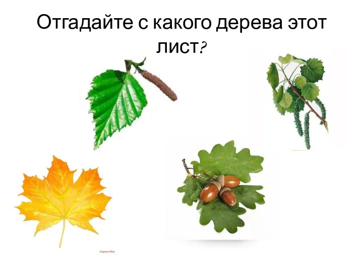 Отгадайте с какого дерева этот лист?