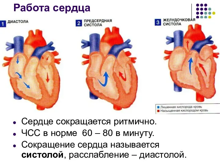 Работа сердца Сердце сокращается ритмично. ЧСС в норме 60 –