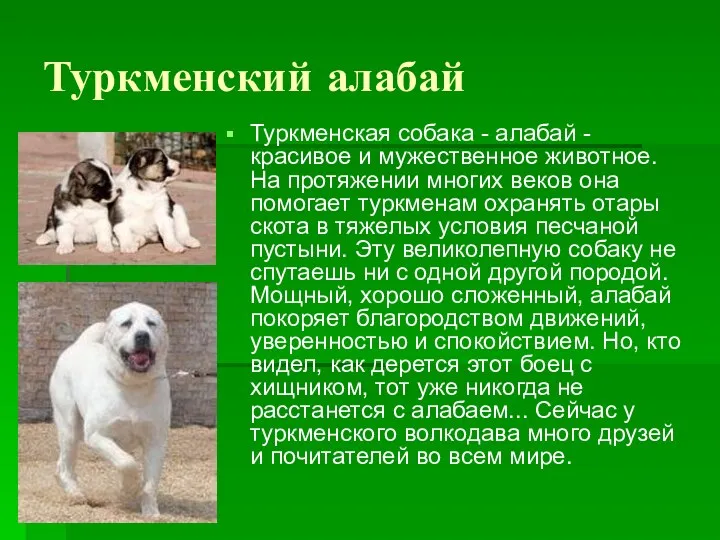 Туркменский алабай Туркменская собака - алабай - красивое и мужественное