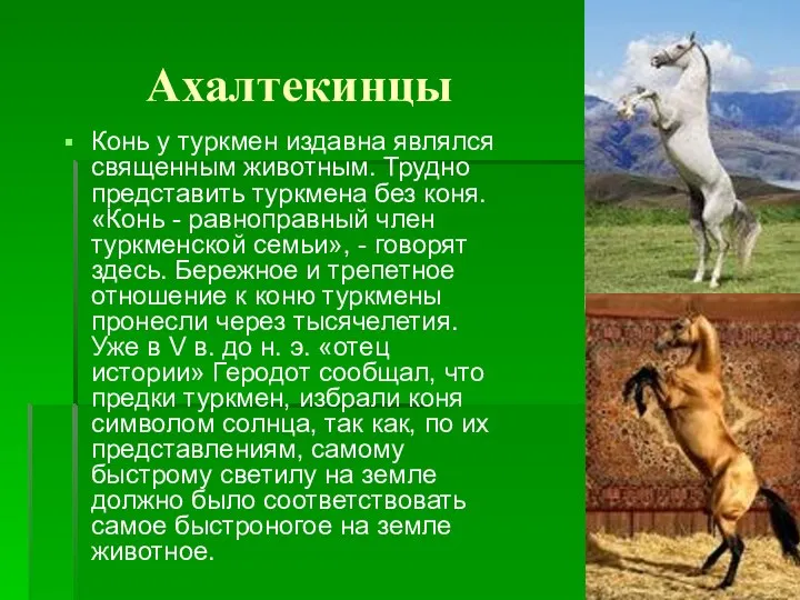 Ахалтекинцы Конь у туркмен издавна являлся священным животным. Трудно представить