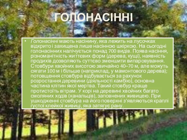 ГОЛОНАСІННІ Голонасінні мають насінину, яка лежить на лусочках відкрито і