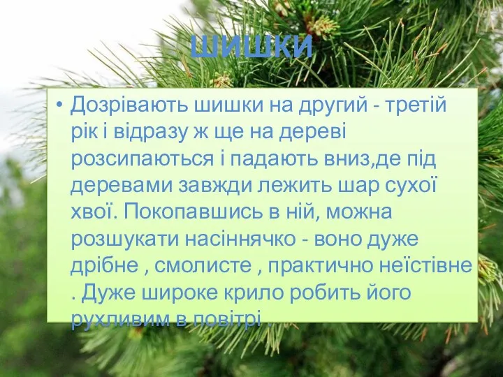 ШИШКИ Дозрівають шишки на другий - третій рік і відразу