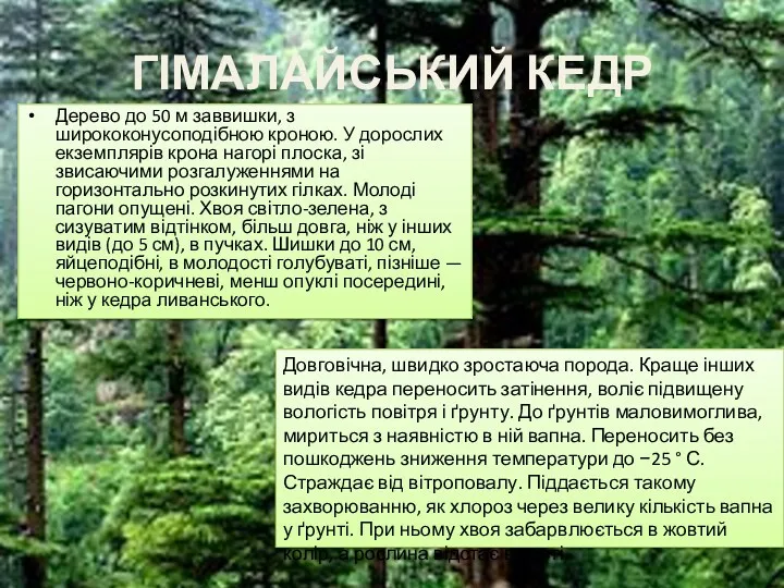 ГІМАЛАЙСЬКИЙ КЕДР Дерево до 50 м заввишки, з ширококонусоподібною кроною.