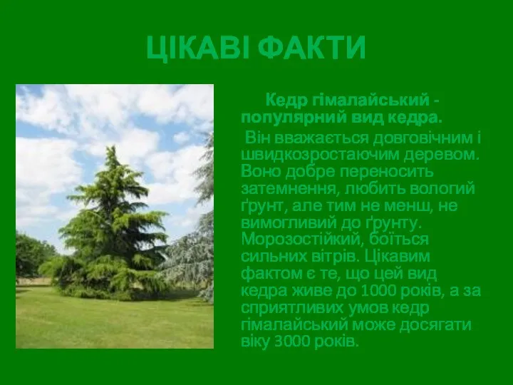 ЦІКАВІ ФАКТИ Кедр гімалайський - популярний вид кедра. Він вважається