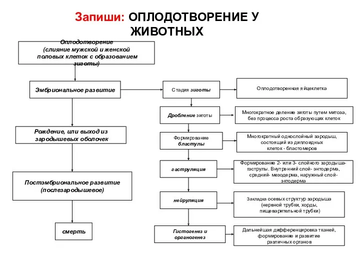 Оплодотворение (слияние мужской и женской половых клеток с образованием зиготы)