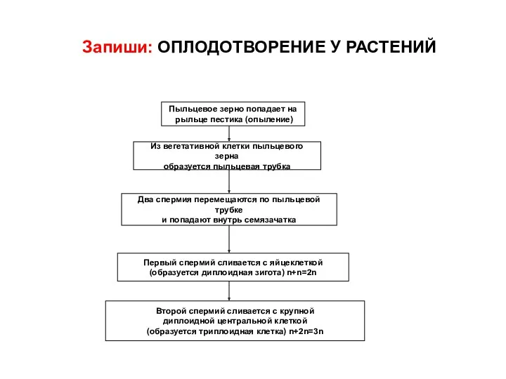 Запиши: ОПЛОДОТВОРЕНИЕ У РАСТЕНИЙ Пыльцевое зерно попадает на рыльце пестика (опыление) Из вегетативной