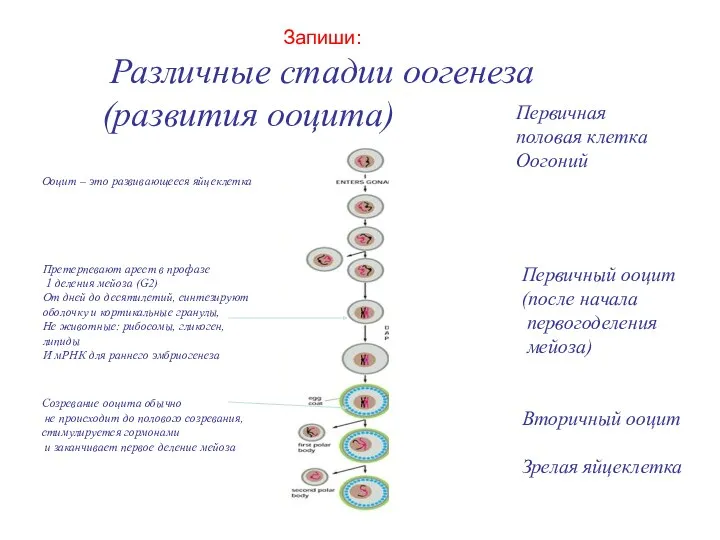 Запиши: Различные стадии оогенеза (развития ооцита) Первичная половая клетка Оогоний Первичный ооцит (после