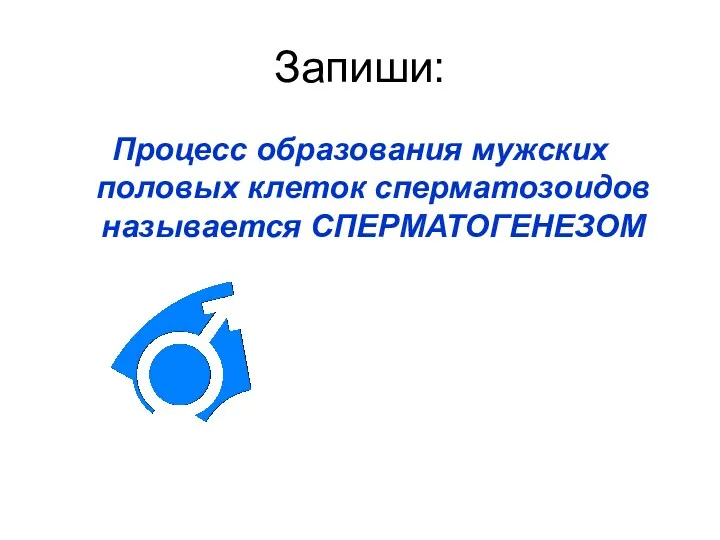 Запиши: Процесс образования мужских половых клеток сперматозоидов называется СПЕРМАТОГЕНЕЗОМ