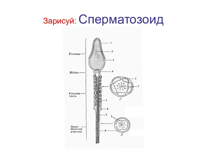 Зарисуй: Сперматозоид