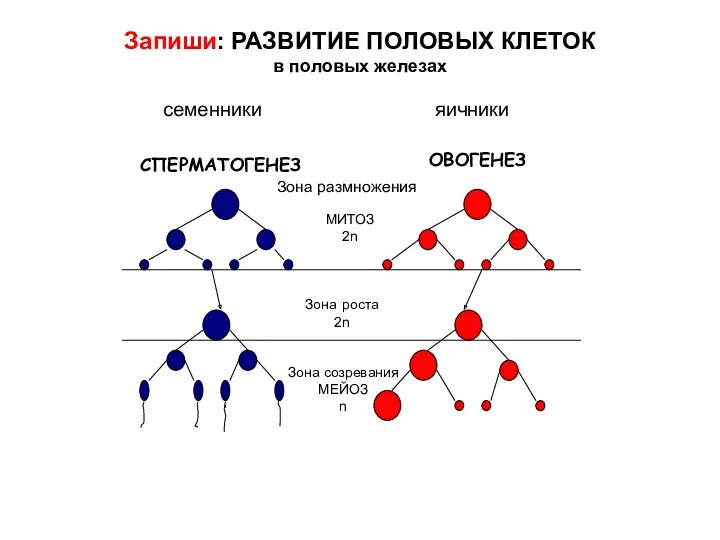 Запиши: РАЗВИТИЕ ПОЛОВЫХ КЛЕТОК в половых железах МИТОЗ 2n Зона