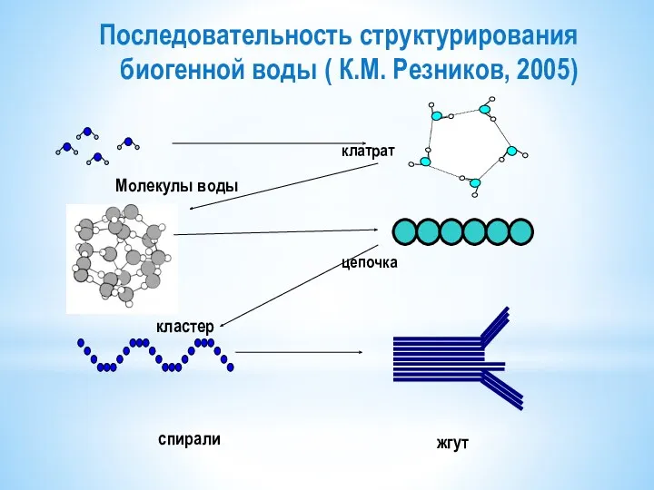Последовательность структурирования биогенной воды ( К.М. Резников, 2005) Молекулы воды кластер спирали жгут клатрат цепочка