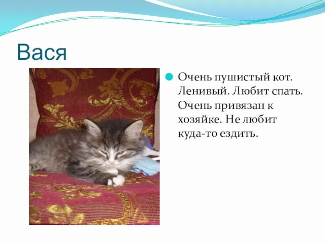 Вася Очень пушистый кот. Ленивый. Любит спать. Очень привязан к хозяйке. Не любит куда-то ездить.