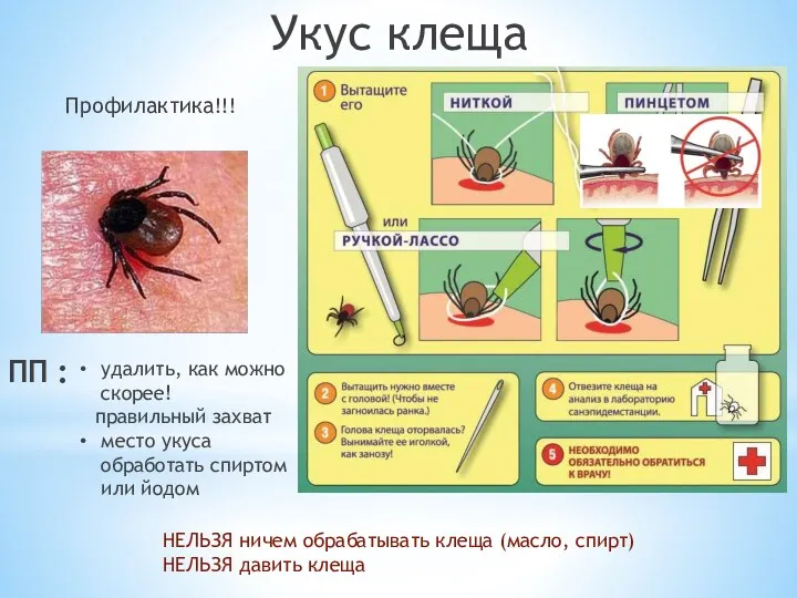 удалить, как можно скорее! правильный захват место укуса обработать спиртом