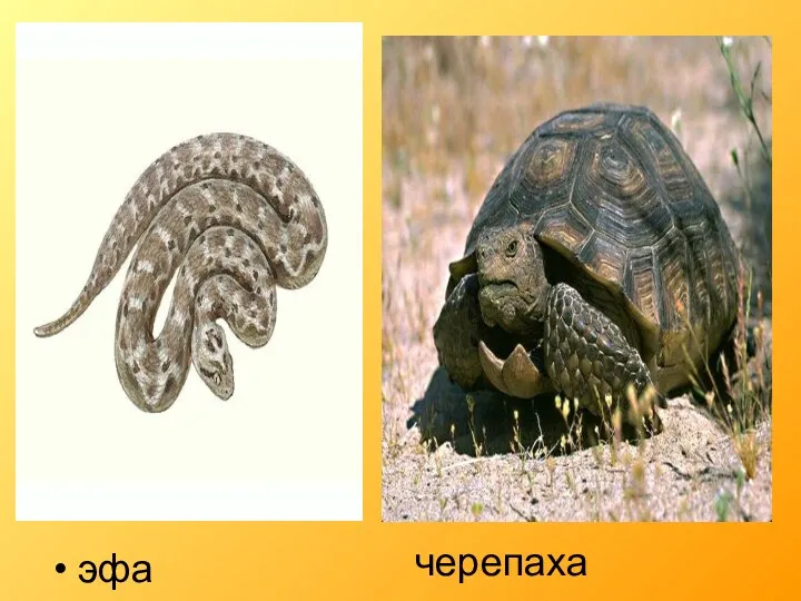 эфа черепаха