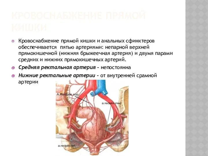 КРОВОСНАБЖЕНИЕ ПРЯМОЙ КИШКИ Кровоснабжение прямой кишки и анальных сфинктеров обеспечивается