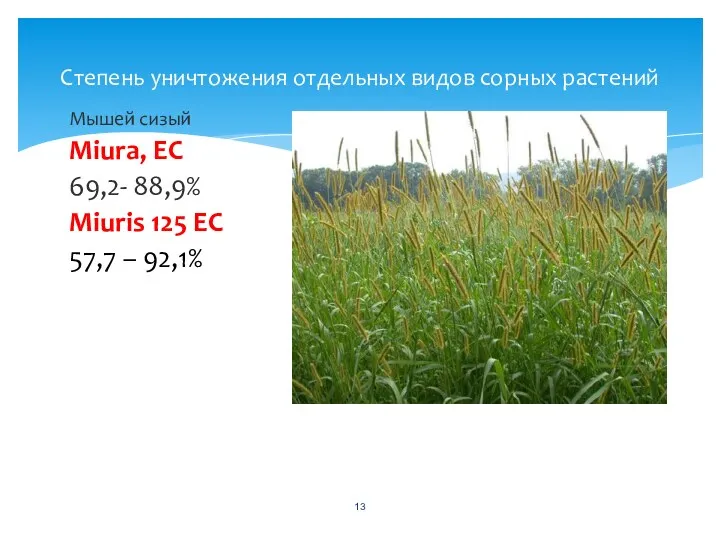 Степень уничтожения отдельных видов сорных растений Мышей сизый Miura, EC 69,2- 88,9% Miuris