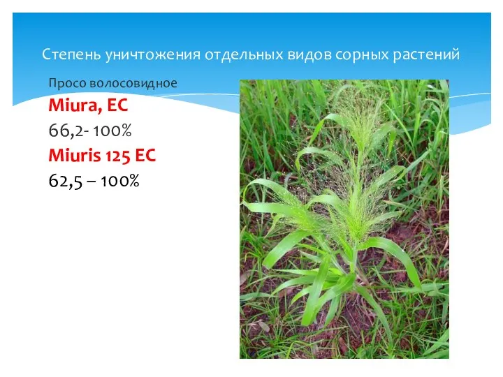 Степень уничтожения отдельных видов сорных растений Просо волосовидное Miura, EC 66,2- 100% Miuris