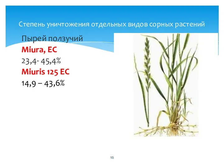 Степень уничтожения отдельных видов сорных растений Пырей ползучий Miura, EC 23,4- 45,4% Miuris