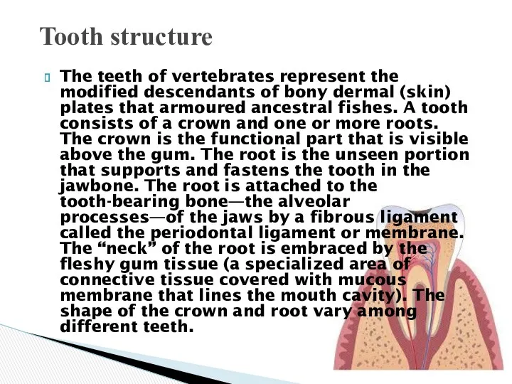 The teeth of vertebrates represent the modified descendants of bony
