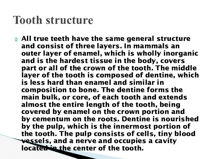 All true teeth have the same general structure and consist