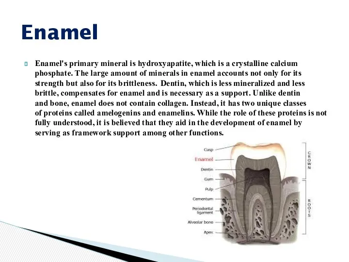 Enamel's primary mineral is hydroxyapatite, which is a crystalline calcium