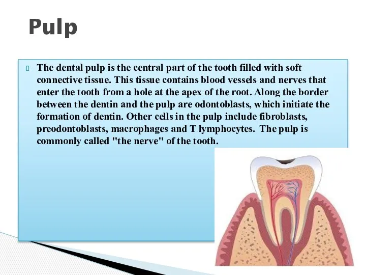 The dental pulp is the central part of the tooth