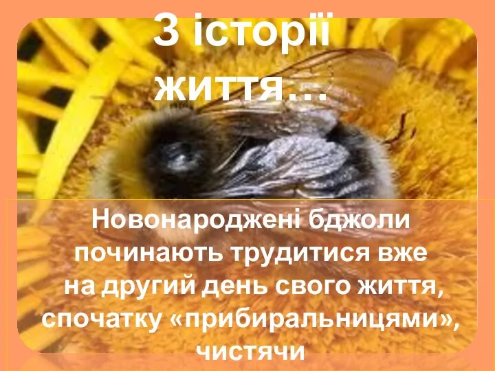 З історії життя… Новонароджені бджоли починають трудитися вже на другий