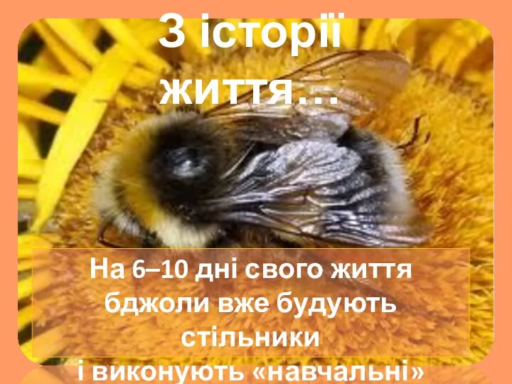 З історії життя… На 6–10 дні свого життя бджоли вже будують стільники і виконують «навчальні» польоти.