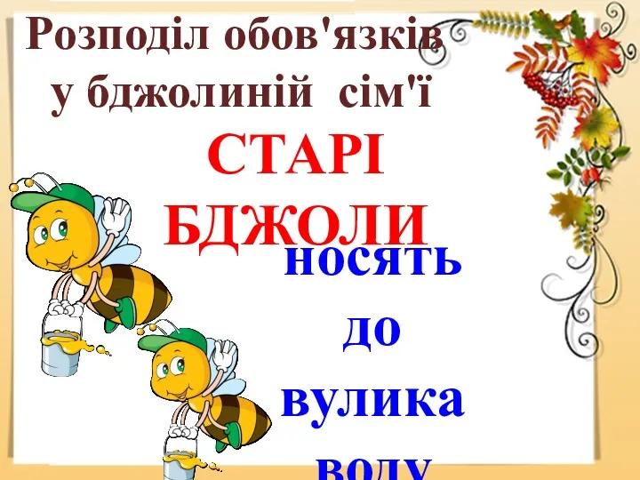 Розподіл обов'язків у бджолиній сім'ї СТАРІ БДЖОЛИ носять до вулика воду