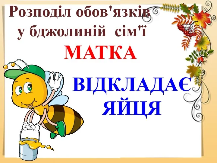 Розподіл обов'язків у бджолиній сім'ї МАТКА ВІДКЛАДАЄ ЯЙЦЯ