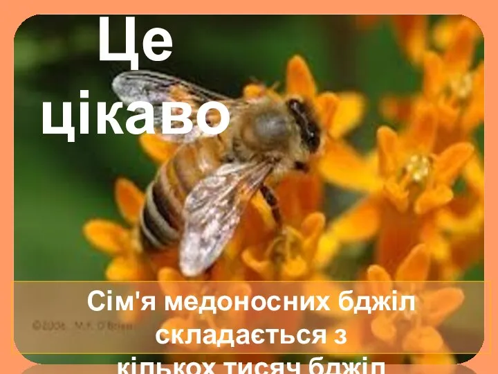 Сім'я медоносних бджіл складається з кількох тисяч бджіл Це цікаво