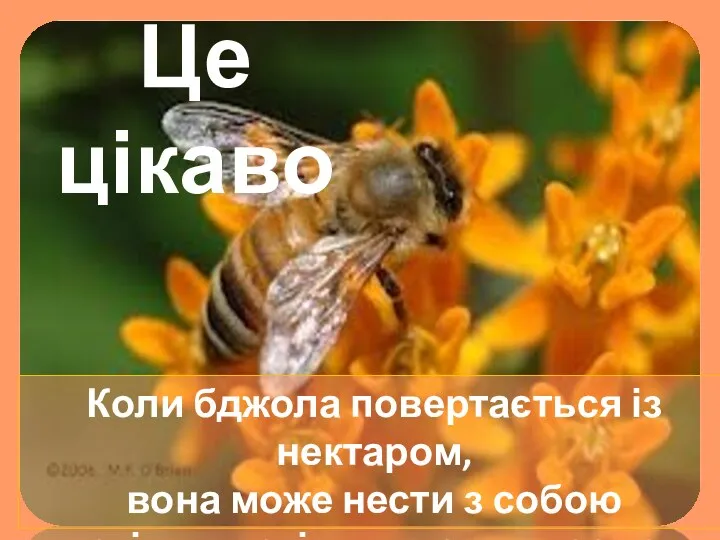 Коли бджола повертається із нектаром, вона може нести з собою стільки, скільки важить сама Це цікаво