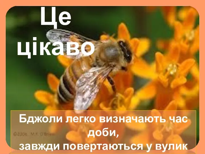 Бджоли легко визначають час доби, завжди повертаються у вулик у певний час Це цікаво