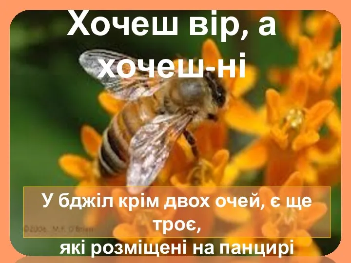 У бджіл крім двох очей, є ще троє, які розміщені