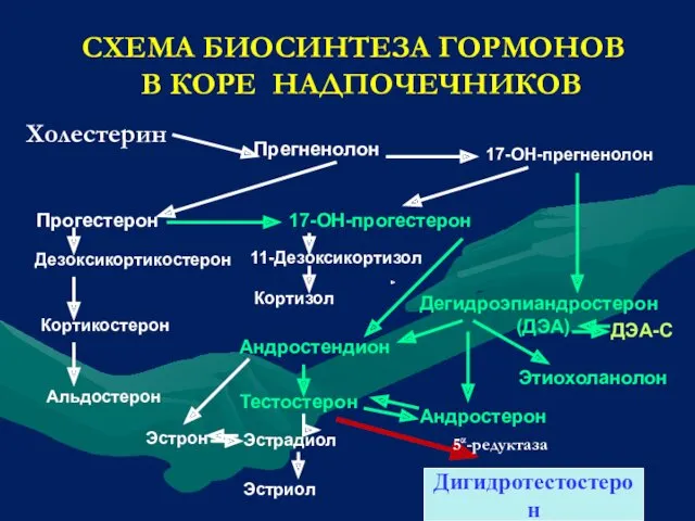 СХЕМА БИОСИНТЕЗА ГОРМОНОВ В КОРЕ НАДПОЧЕЧНИКОВ Холестерин 17-ОН-прегненолон Прегненолон Прогестерон