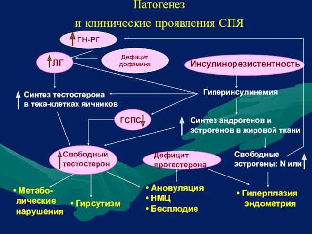 Патогенез и клинические проявления СПЯ Инсулинорезистентность Синтез тестостерона в тека-клетках