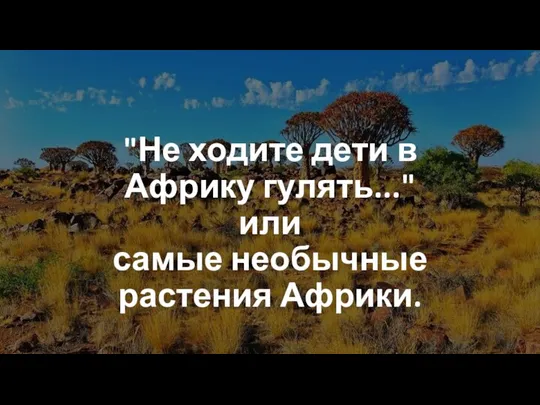 Не ходите дети в Африку гулять... или самые необычные растения Африки