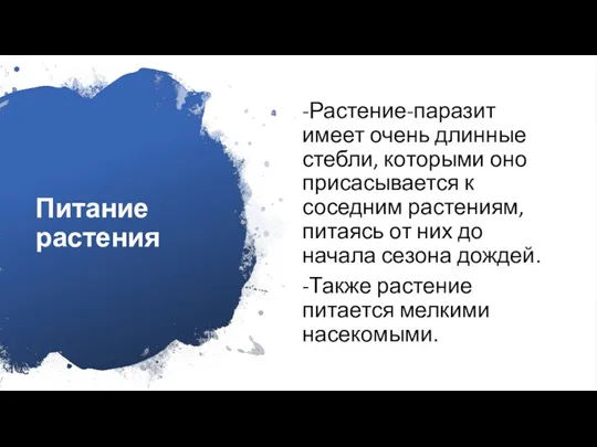 Питание растения -Растение-паразит имеет очень длинные стебли, которыми оно присасывается к соседним растениям,