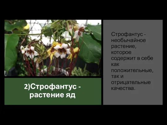 2)Строфантус - растение яд Строфантус - необычайное растение, которое содержит в себе как