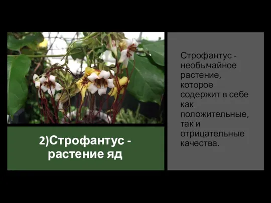 2)Строфантус - растение яд Строфантус - необычайное растение, которое содержит