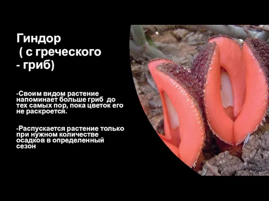 Гиндор ( с греческого - гриб) -Своим видом растение напоминает