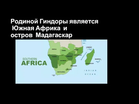 Родиной Гиндоры является Южная Африка и остров Мадагаскар