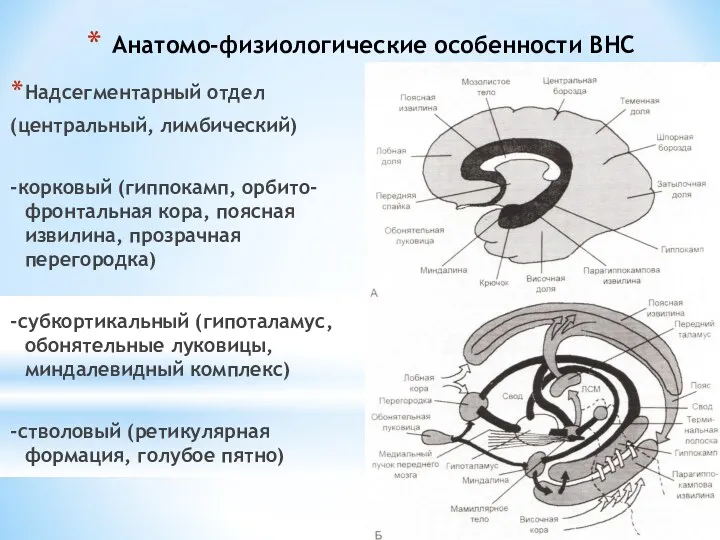 Анатомо-физиологические особенности ВНС Надсегментарный отдел (центральный, лимбический) -корковый (гиппокамп, орбито-фронтальная кора, поясная извилина,