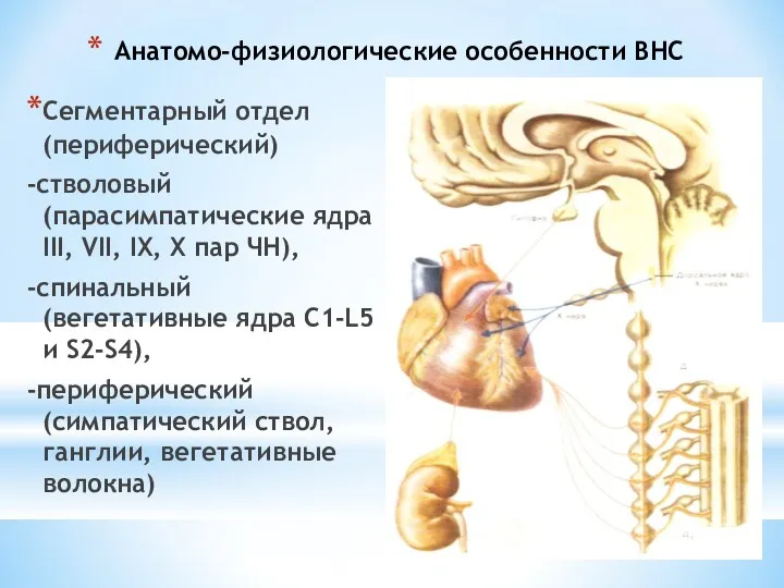 Анатомо-физиологические особенности ВНС Сегментарный отдел (периферический) -стволовый (парасимпатические ядра ІІІ, VІІ, ІХ, Х