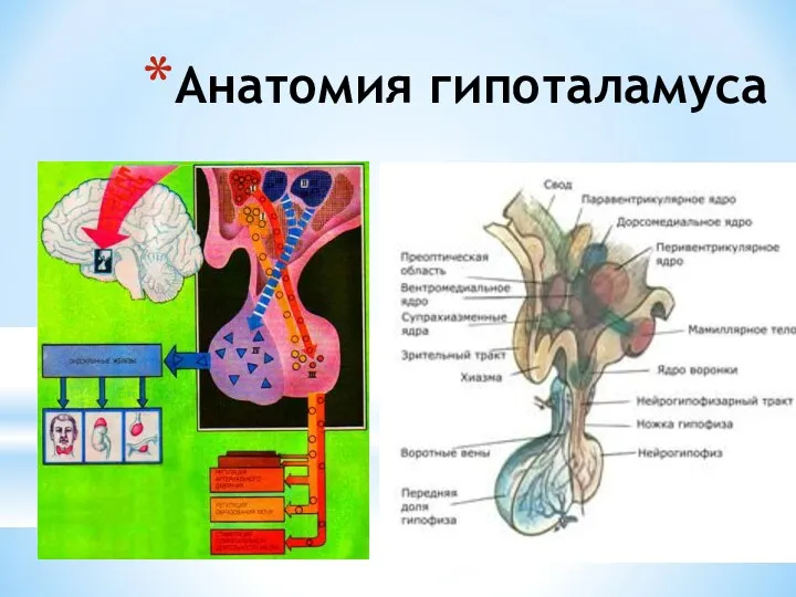 Анатомия гипоталамуса
