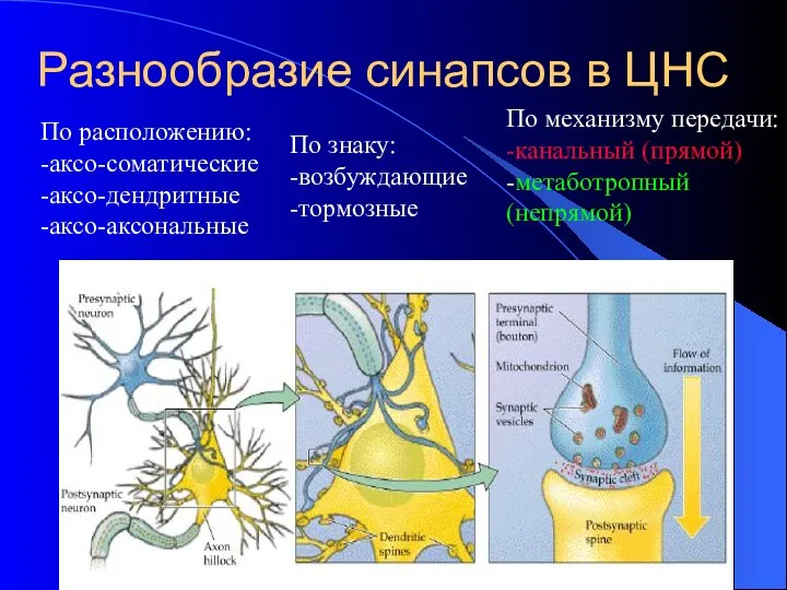 Разнообразие синапсов в ЦНС По знаку: -возбуждающие -тормозные По механизму