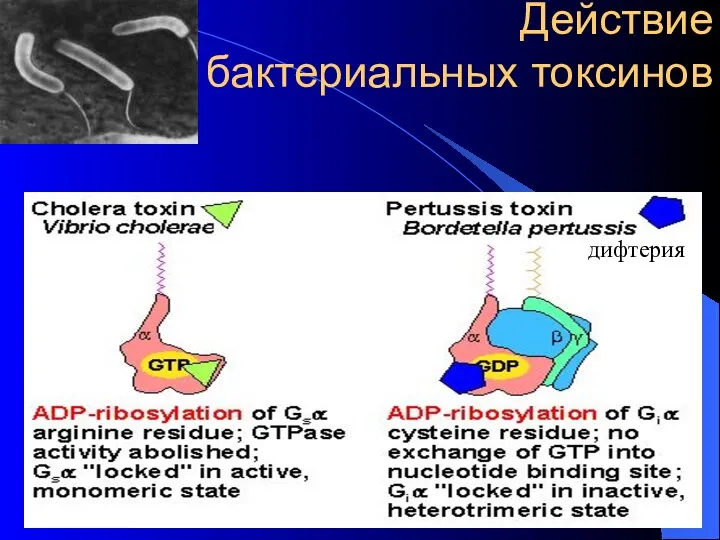 Действие бактериальных токсинов дифтерия