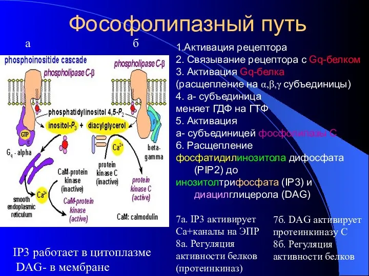 Фософолипазный путь 1.Активация рецептора 2. Связывание рецептора с Gq-белком 3.