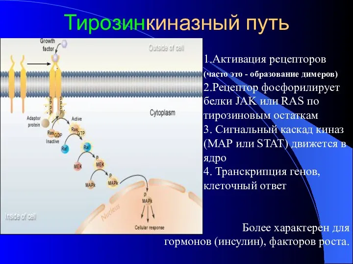 Тирозинкиназный путь Более характерен для гормонов (инсулин), факторов роста. 1.Активация